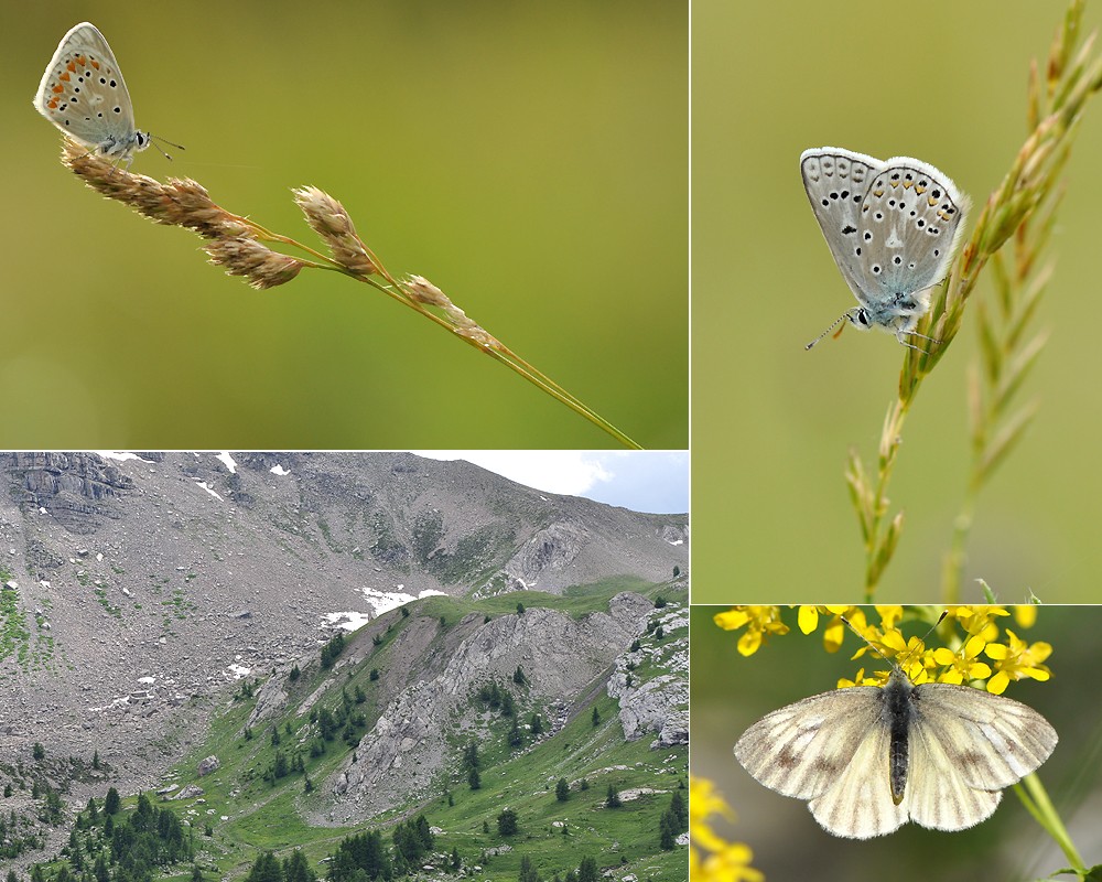 Région d'Allos P_dory10