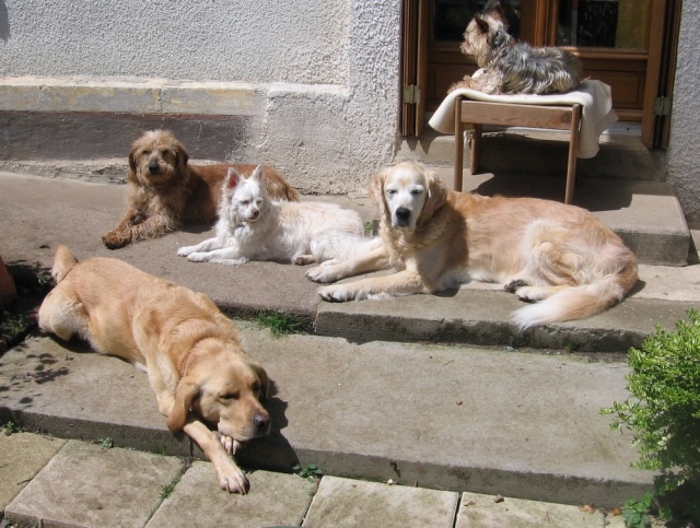 ALADIN - x griffon 13 ans  (3 ans de refuge)- Refuge de Jouvence à Messigny (21) Loulou10