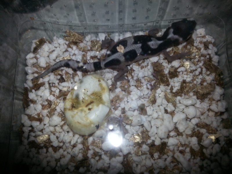 [Gecko Léopard] Lorene's baby... help please ! 20140911