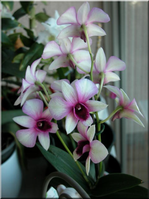Les orchidées Dendro12