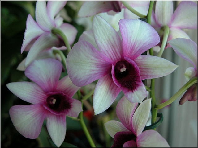 Les orchidées Dendro14