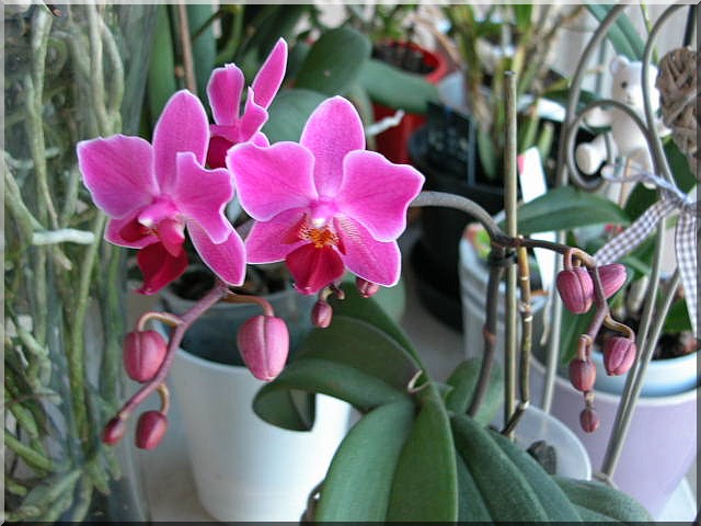 Les orchidées Mini_p10