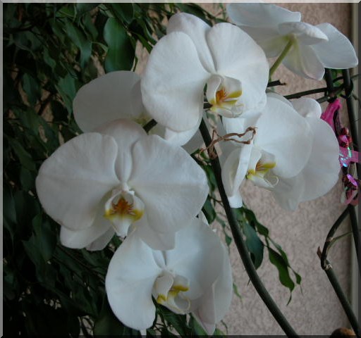 Les orchidées Phalae10