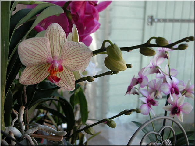 Les orchidées Phalae12