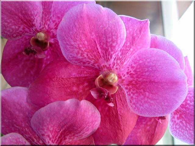 Les orchidées Vanda_10
