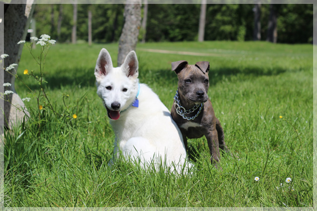 Balade avec chiens dans l'Eure et Loir (28) - Page 4 2110