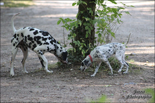 Salem la p'tite dalmatienne - Page 13 515