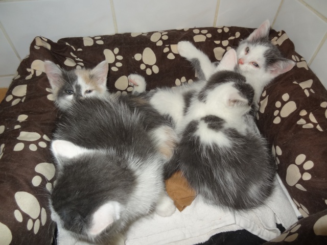 Chatons de COLOMBE (27/8/2014) Chaton12