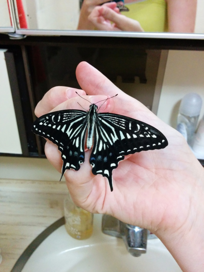Papilio xuthus et Papilio protenor Img_2025