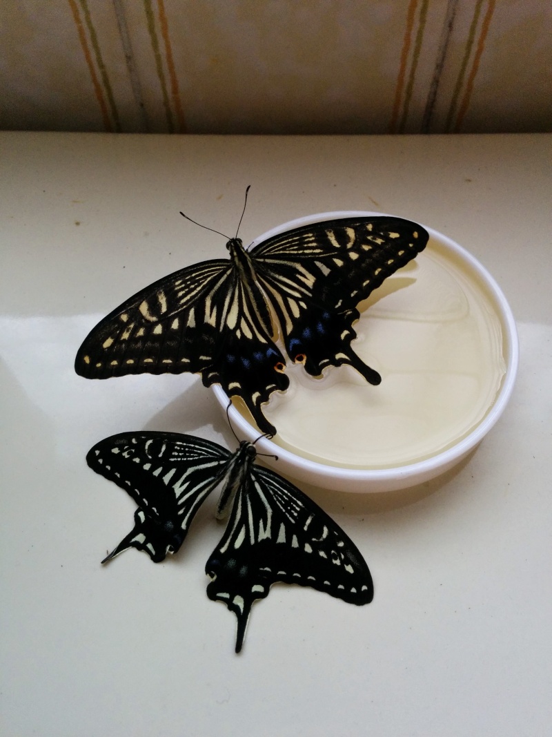 Papilio xuthus et Papilio protenor Img_2026