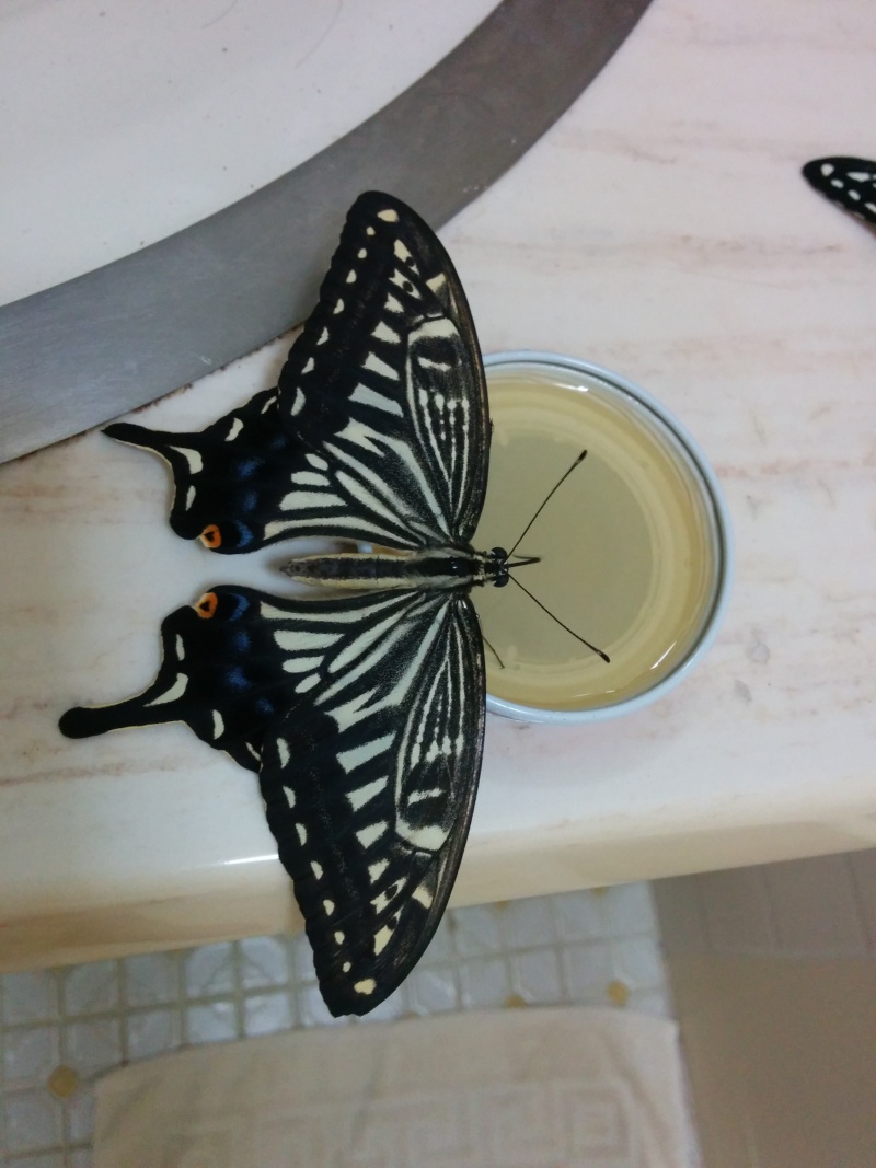 Papilio xuthus et Papilio protenor Img_2067
