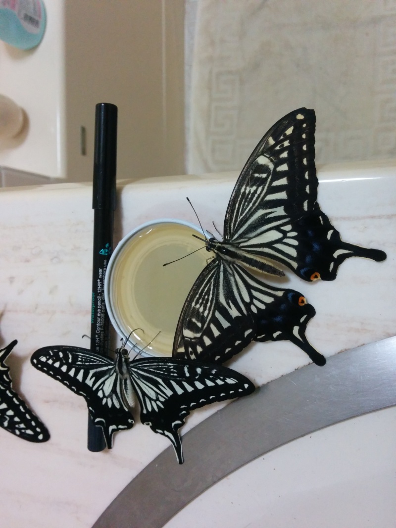 Papilio xuthus et Papilio protenor Img_2069