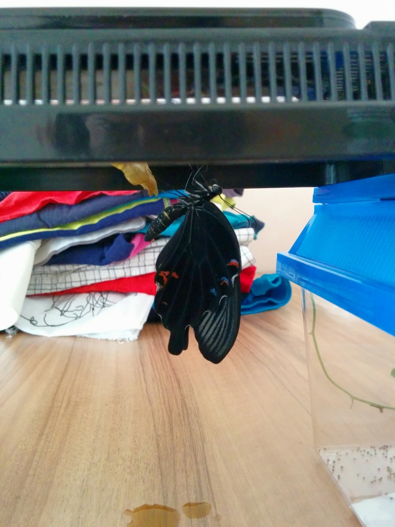 Papilio xuthus et Papilio protenor Img_2070