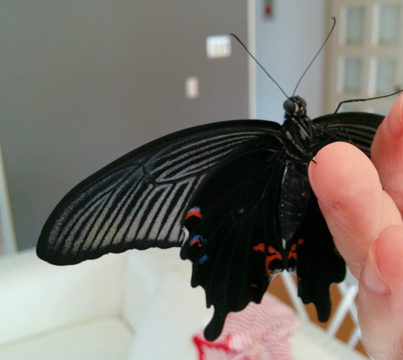 Papilio xuthus et Papilio protenor Img_2072