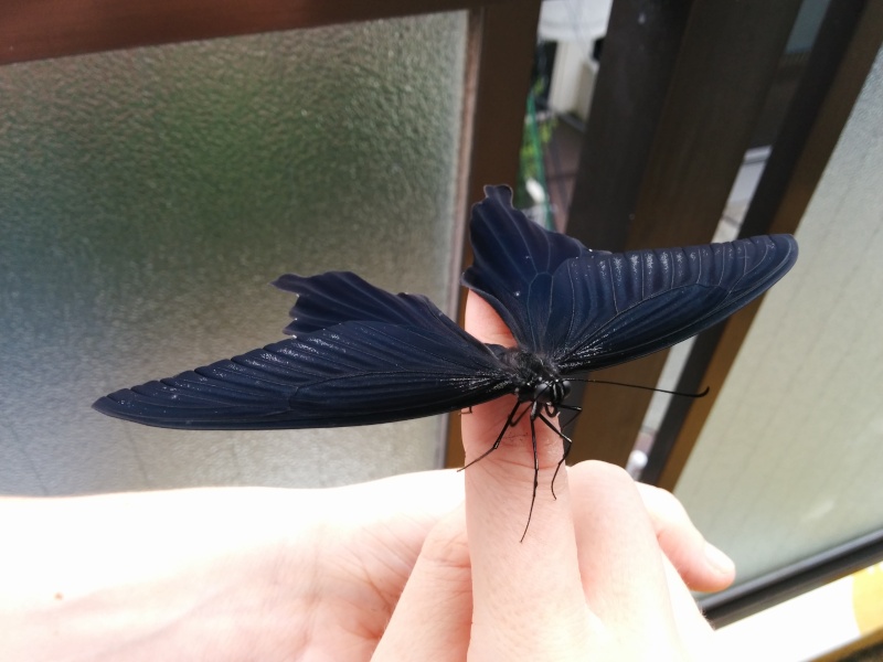 Papilio xuthus et Papilio protenor Img_2073