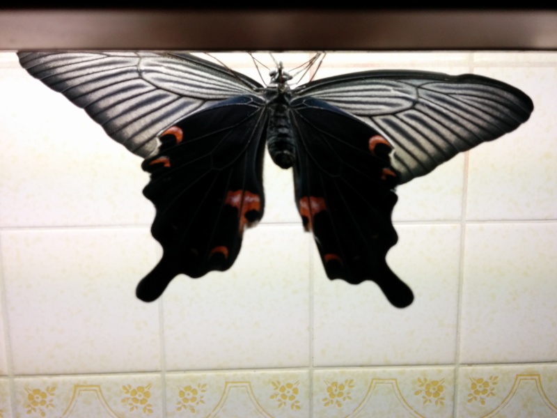 Papilio xuthus et Papilio protenor Img_2101