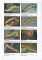 Larvae of Northern European Noctuidae - OUVRAGE SPÉCIALISÉ - 411