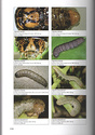 Larvae of Northern European Noctuidae - OUVRAGE SPÉCIALISÉ - 511