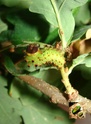 Antheraea mylitta (Drury, 1773) 7a_ant10