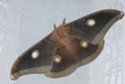 Antheraea mylitta (Drury, 1773) Anther16