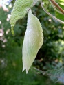 Apatura iris (Linné, 1758) Apatur35
