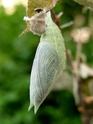 Apatura iris (Linné, 1758) Apatur37
