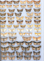 Noctuidae Europaeae - OUVRAGE SPÉCIALISÉ -  Noctui15