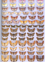 Noctuidae Europaeae - OUVRAGE SPÉCIALISÉ -  Noctui19