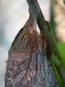 Rothschildia cincta (Tepper, 1882) Rothsc19