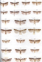 Microlepidoptera of Europe - OUVRAGE SPÉCIALISÉ - Vol_6_10