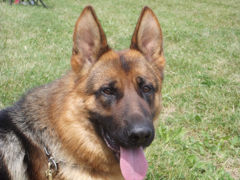Chiots Berger Allemand LOF des Monts Eternels millésime 2014 noms en J Gerko_10
