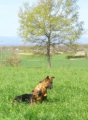 Chiots Berger Allemand LOF des Monts Eternels, cuvée 2013 I... - Page 2 Indy__10