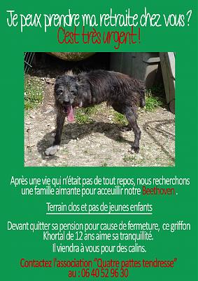 BEETHOVEN X GRIFFON 9 ANS asso 4 PATTES TENDRESSE  - Page 2 Beetov10