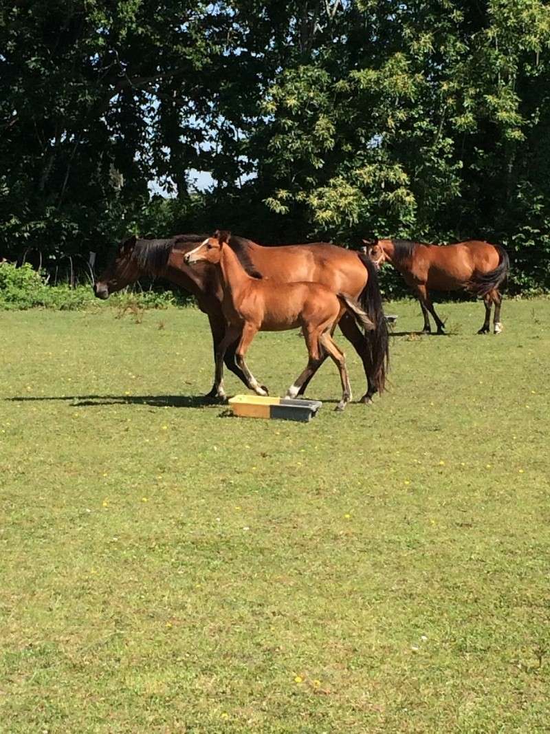 Eshnunna Lety (Akabad x Valcourt par Jaguar Mail) Eshnun10