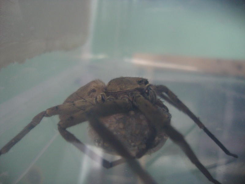 Heteropoda venatoria   Dsc06010