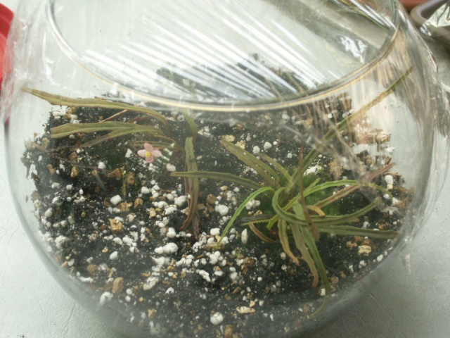 Begonia paulita Pict1118