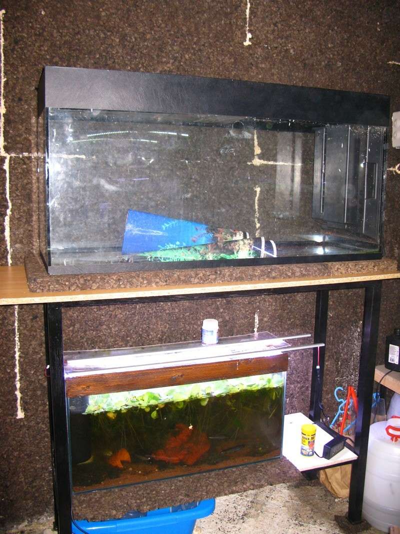 ma nouvelle fishroom - Page 2 Fishro14