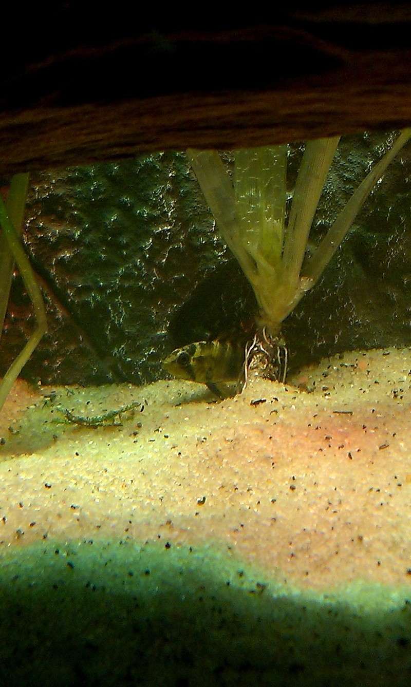 Sexage Apisto Baenschi Imag0417