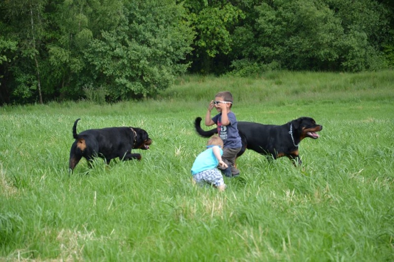 Petite balade rottweilleuresque en bretagne 10365810