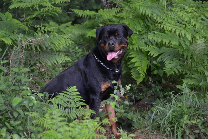 Petite balade rottweilleuresque en bretagne 10372210