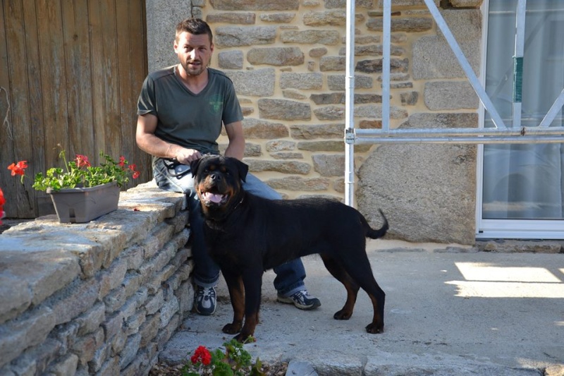 Petite balade rottweilleuresque en bretagne 10416610