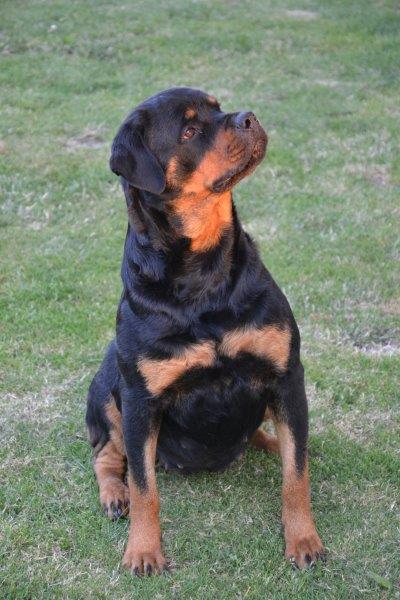 Futurs petits Rottweiler chez "Vom Hause Matterhorn" Dsc_0516