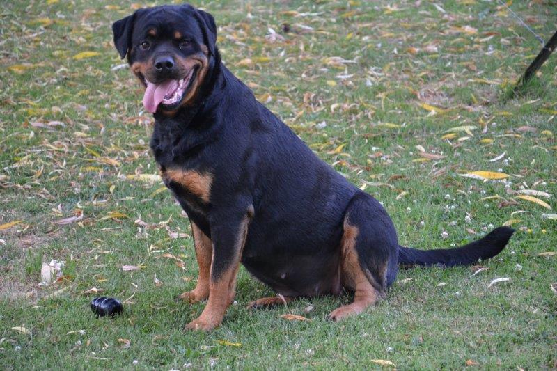 Futurs petits Rottweiler chez "Vom Hause Matterhorn" Dsc_0517