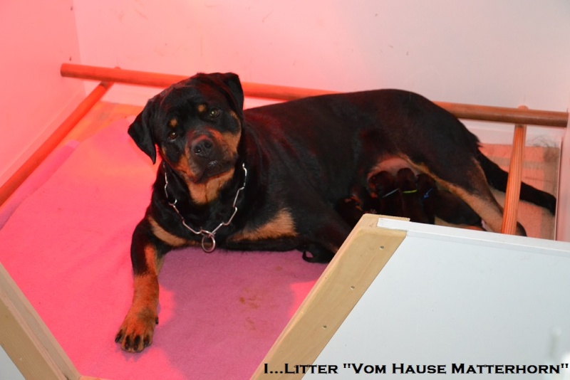 Futurs petits Rottweiler chez "Vom Hause Matterhorn" - Page 2 Identi13