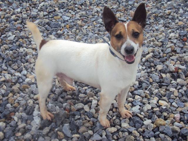 PIPO - x jack 4 ans - Refuge du Beaussart (Belgique) 10177910