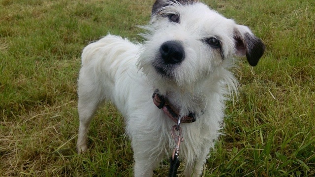 ANEMONE - fox terrier 2 ans - Refuge du Beaussart à Boussu en Fagne (Belgique) Anemon10