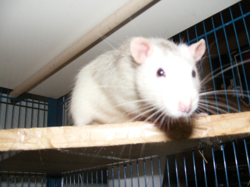 France [Alsace] Rat mle de 6 mois Dscf2828