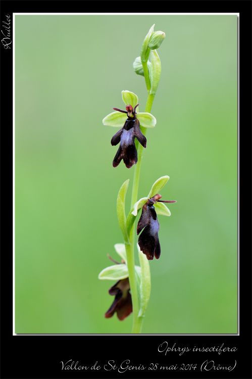  Votre plus bel Ophrys insectifera & Co 14-05-12
