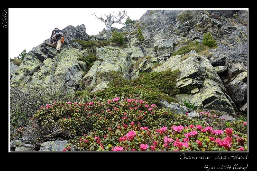 Fleurs verticales à Chamrousse (38) le 14 juin 14-06-65