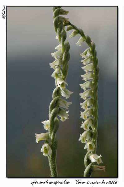 spiranthes spiralis Gdsc_113